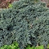 Juniperus squamata 'blue Star' -- Blauer Zwergwacholder